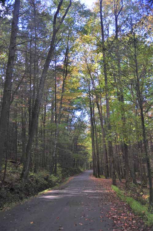 tree-lined road